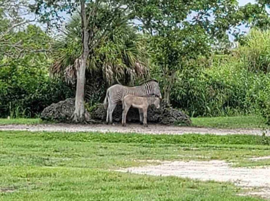 Villa Amazing & Cozy Duplex Near Zoo Miami ! Extérieur photo